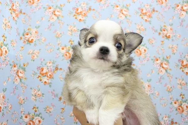 むちむち甘えん坊ちゃん☆チワワ・男の子! チワワ