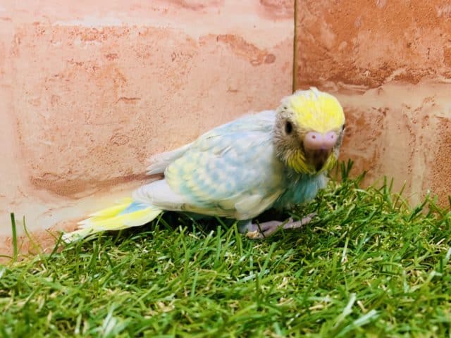セキセイインコ