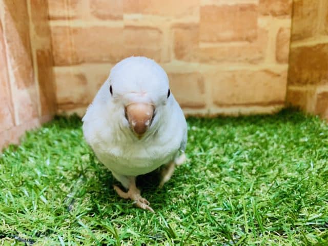 オキナインコ