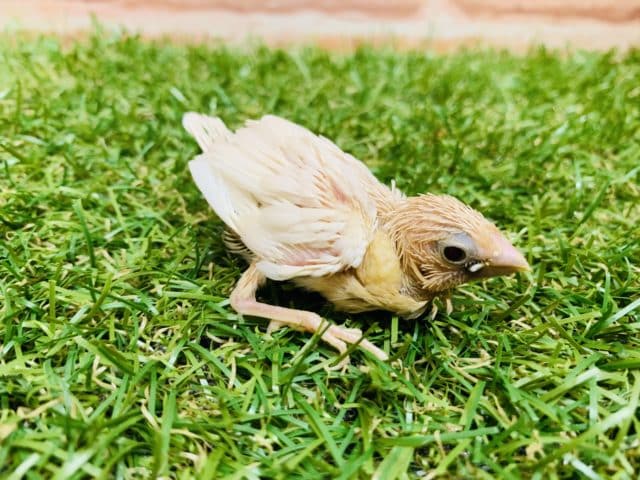 十姉妹（ジュウシマツ）