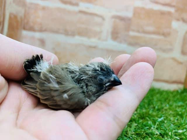 錦花鳥（キンカチョウ）