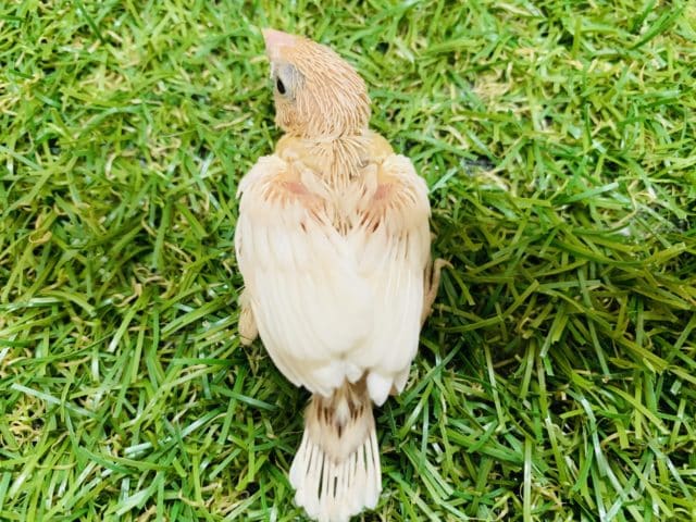 十姉妹（ジュウシマツ）