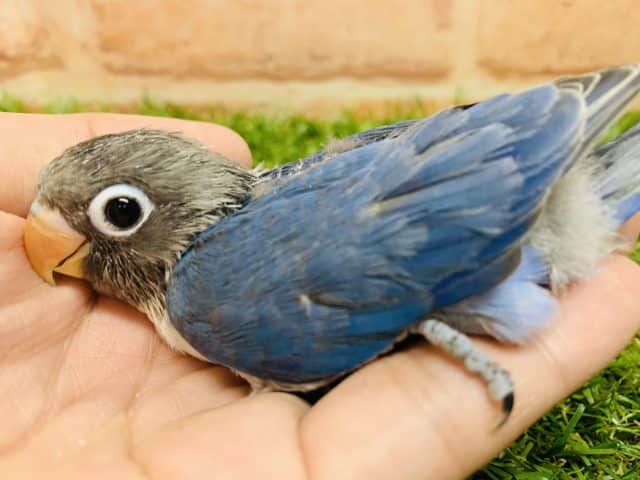 ブルーボタンインコ