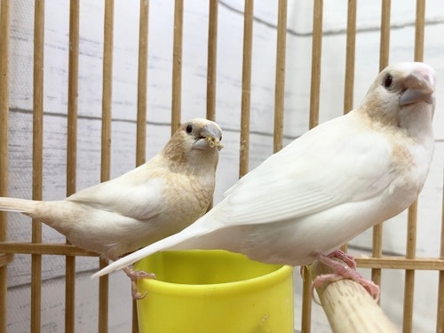 十姉妹（ジュウシマツ）