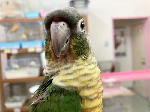 ホオミドリウロコインコ