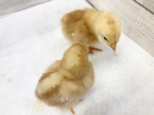 ボリスブラウン