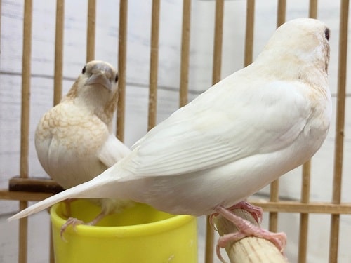 十姉妹（ジュウシマツ）