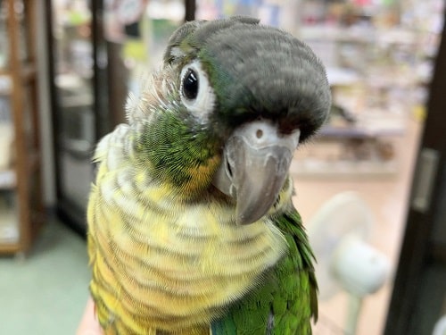 ホオミドリウロコインコ