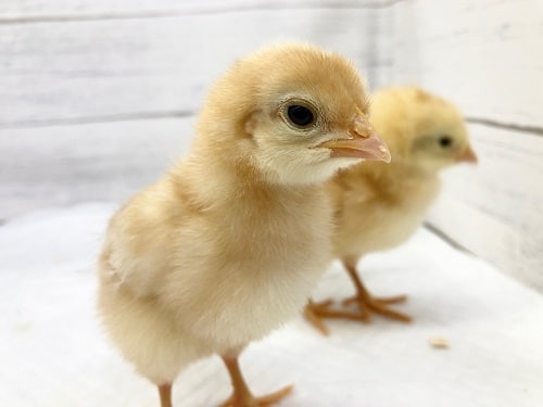 ボリスブラウン