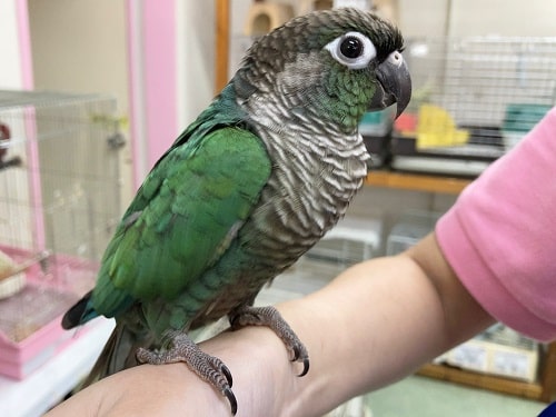 ホオミドリウロコインコ