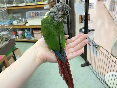 ホオミドリウロコインコ