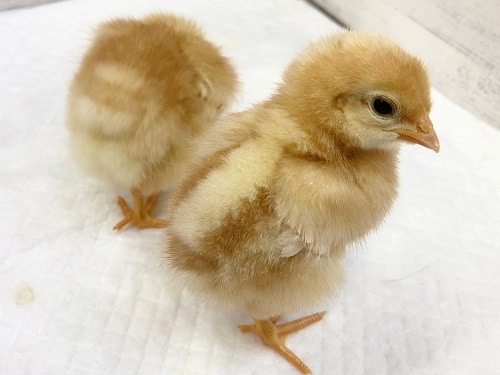 ボリスブラウン