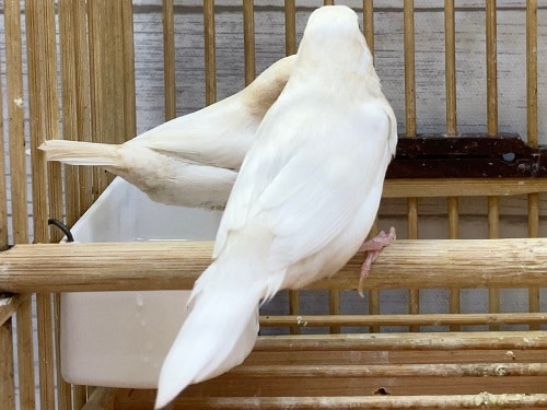 十姉妹（ジュウシマツ）