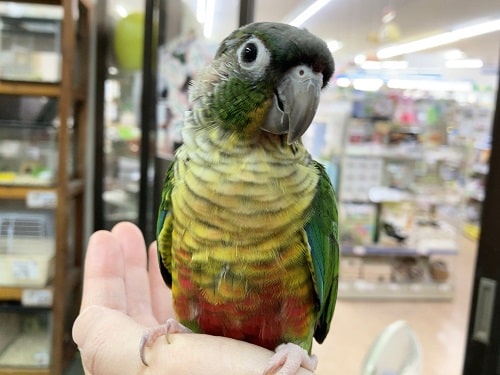 ホオミドリウロコインコ