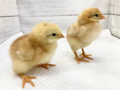 ボリスブラウン