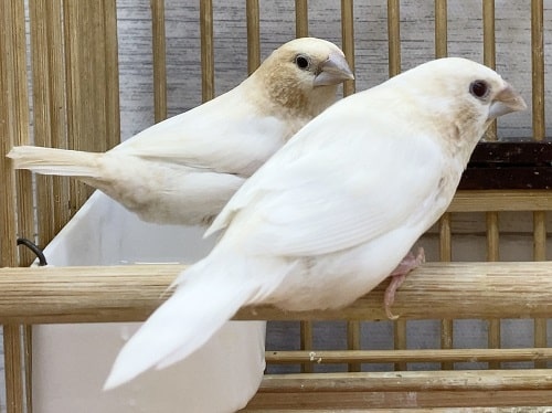 十姉妹（ジュウシマツ）