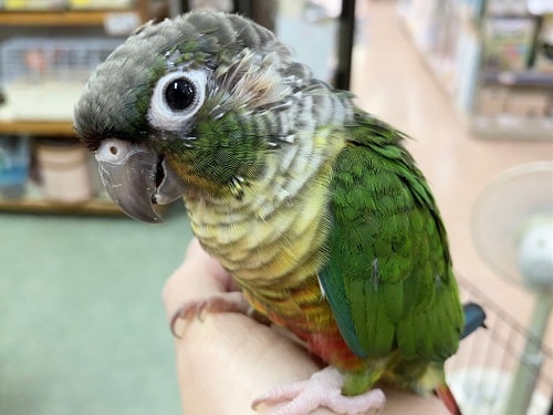 ホオミドリウロコインコ