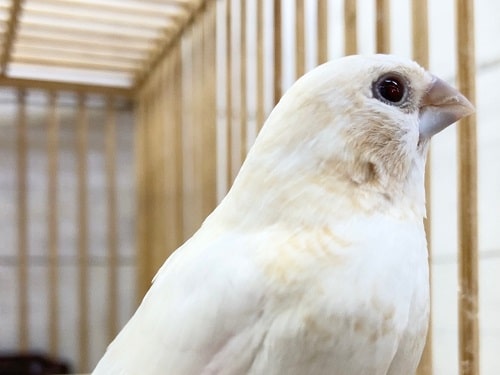 十姉妹（ジュウシマツ）