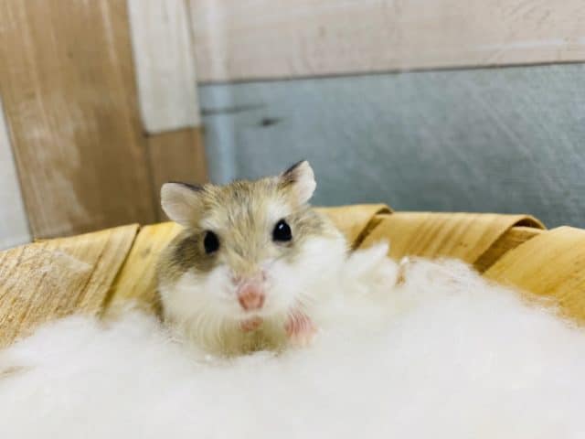  ロボロフスキーハムスター