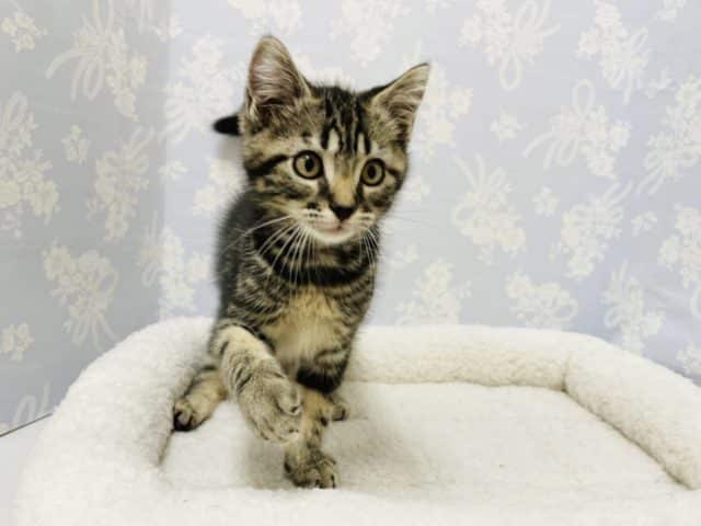 超甘えん坊♪アメショ君♡ アメリカンショートヘア