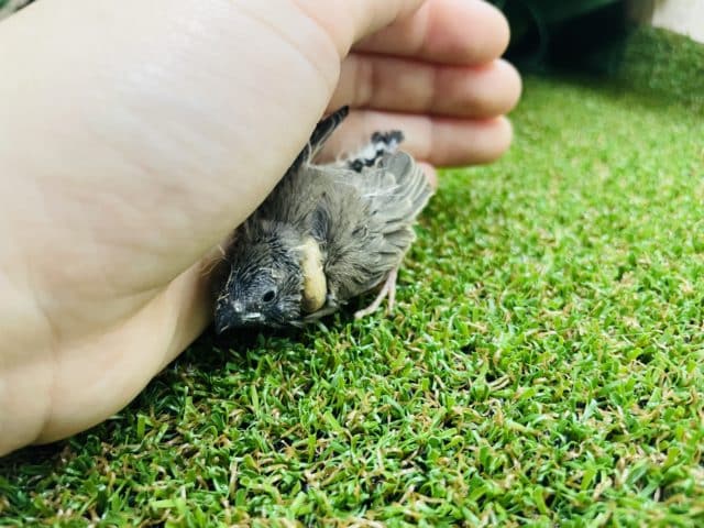 錦花鳥（キンカチョウ）