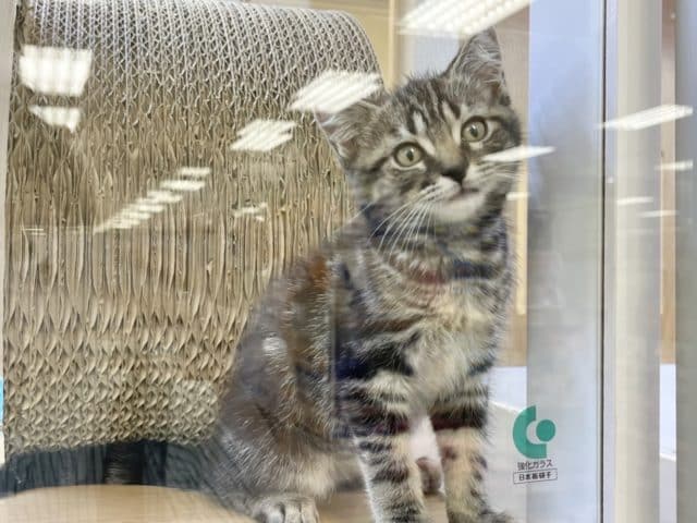 超甘えん坊♪アメショ君♡ アメリカンショートヘア