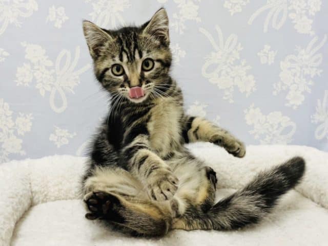 超甘えん坊♪アメショ君♡ アメリカンショートヘア