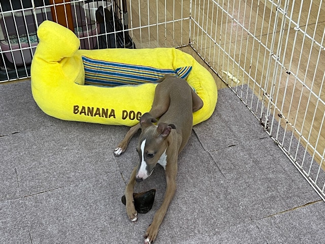 イタリアングレーハウンド