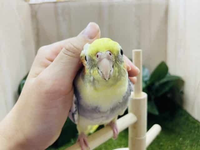 オカメインコ