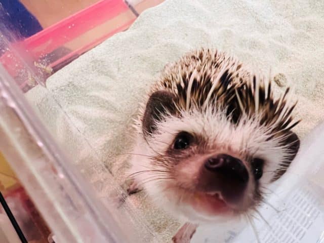 ハリネズミ（ヨツユビハリネズミ）