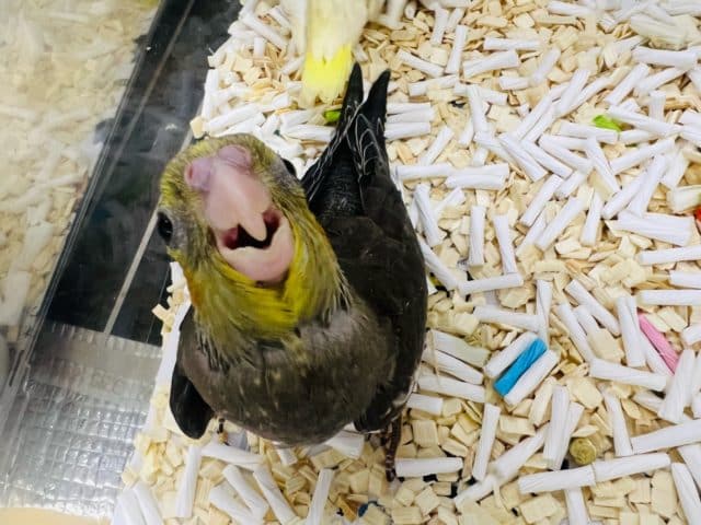 オカメインコ