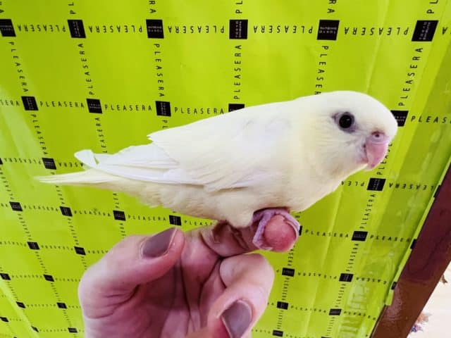 サザナミインコ