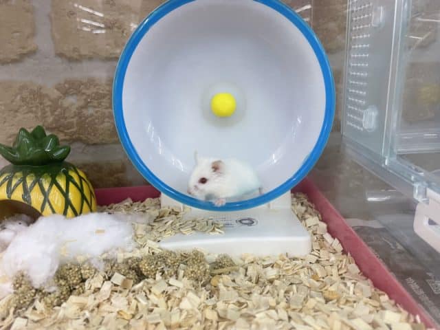 ロボロフスキーハムスター