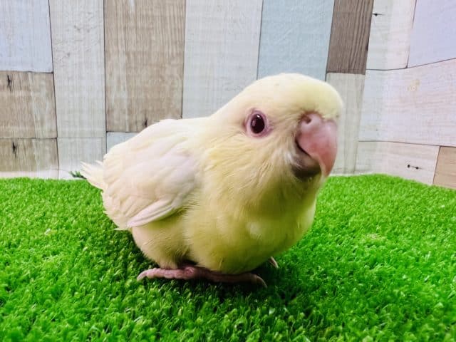 サザナミインコ