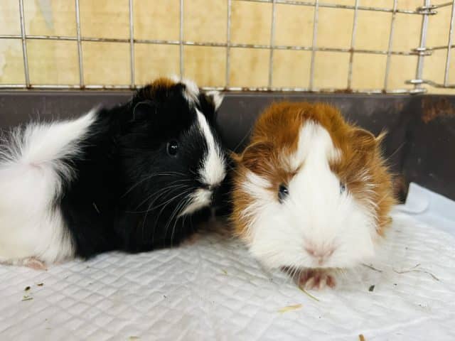 アビシニアンモルモット