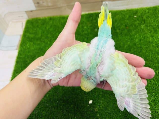 大人気カラー!パステルレインボースパングルセキセイインコ! セキセイインコ