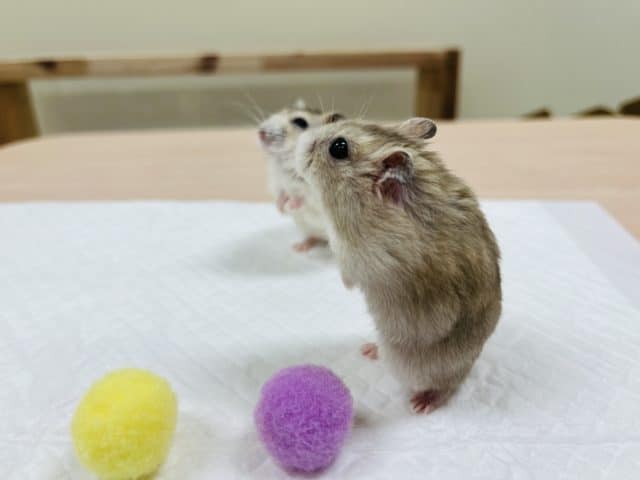 ドワーフハムスターの1種