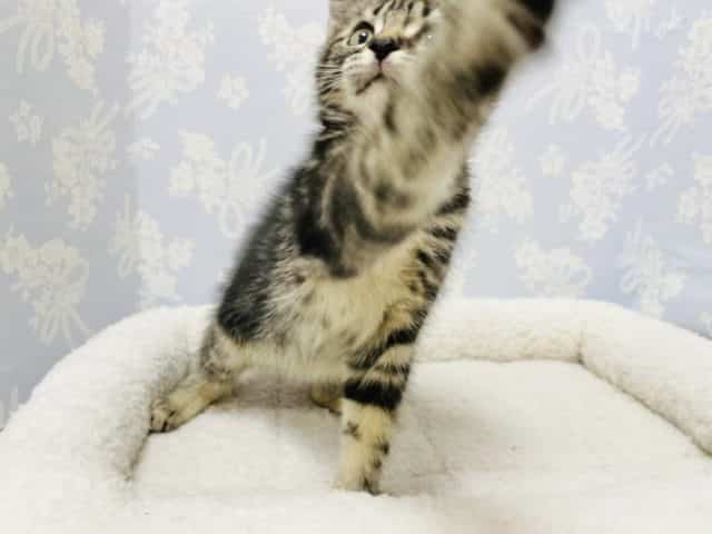 アメリカンショートヘア