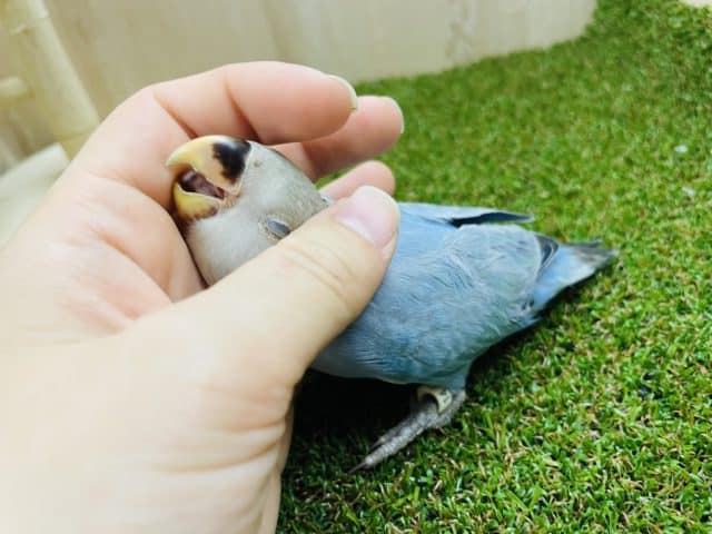 コザクラインコ（小桜インコ）