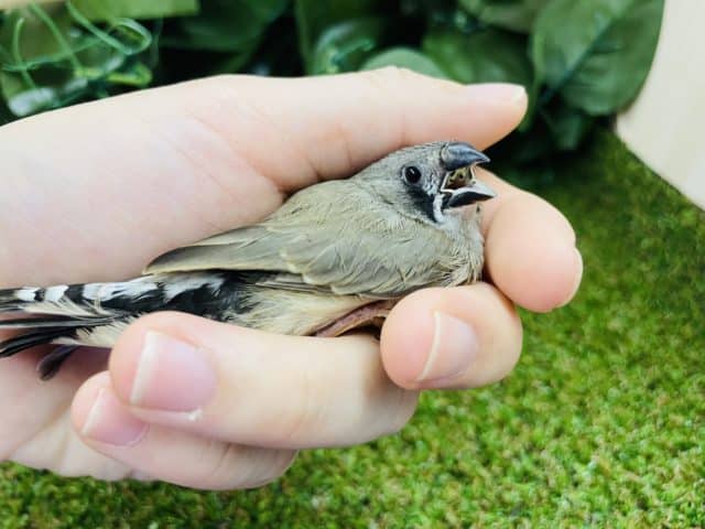 錦花鳥（キンカチョウ）