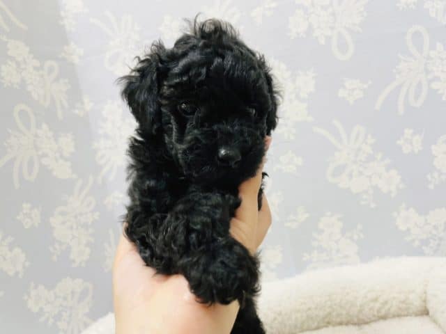 トイプードル