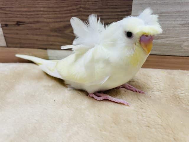 羽衣セキセイインコ