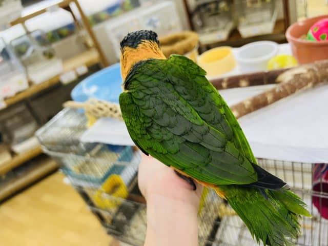 ズグロシロハラインコ