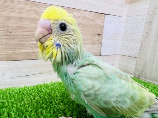 大人気カラー!パステルレインボースパングルセキセイインコ! セキセイインコ