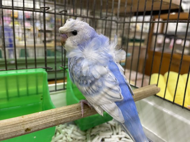 羽衣セキセイインコ