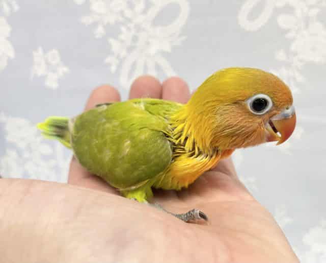 ヤマブキボタンインコ