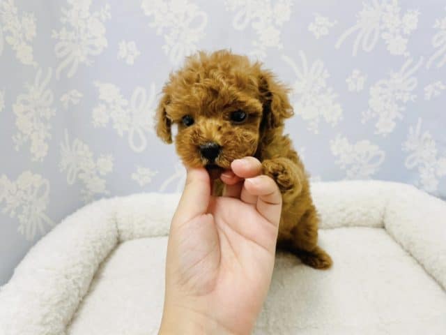 トイプードル