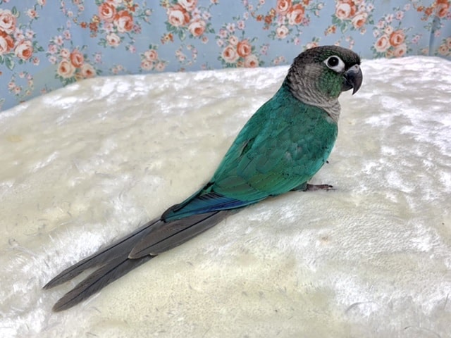 ホオミドリウロコインコ