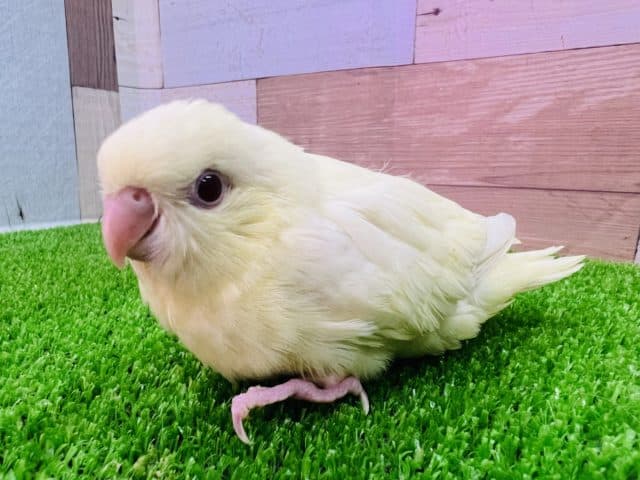 サザナミインコ
