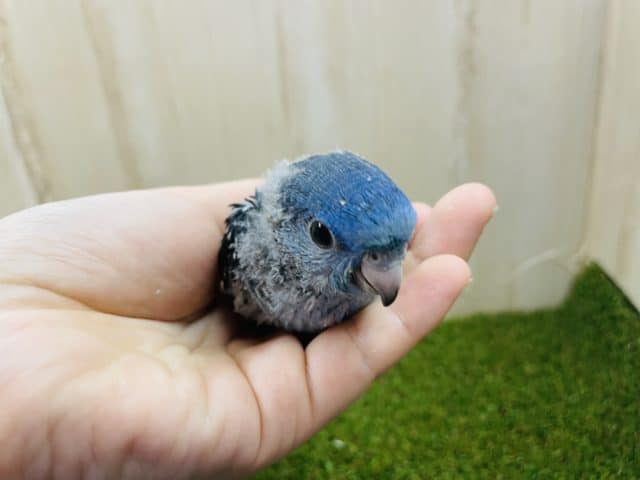 サザナミインコ